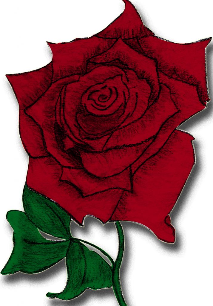 Bearbeitete Rose: Kohlezeichnung einer Rose, die mit Photoshop koloriert worden ist