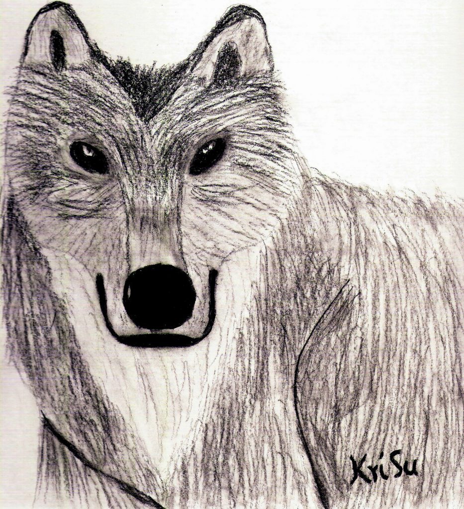 Märchenwolf: Kohle-Zeichnung des Portraits eines freundlichen und aufmerksamen Wolfes.