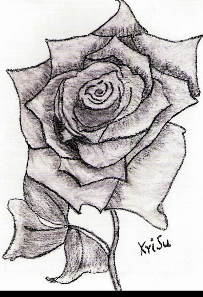 Rose: Kohle-Zeichnung einer Rose