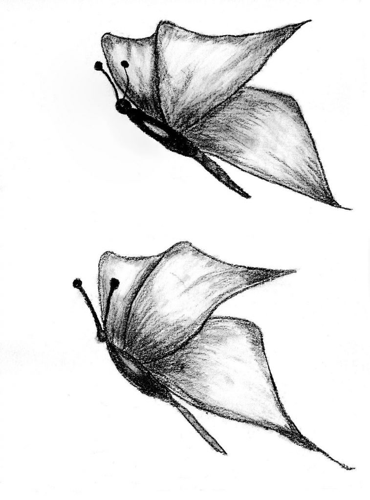 Schmetterlinge: Kohle-Zeichnung zweier fliegender Schmetterlinge